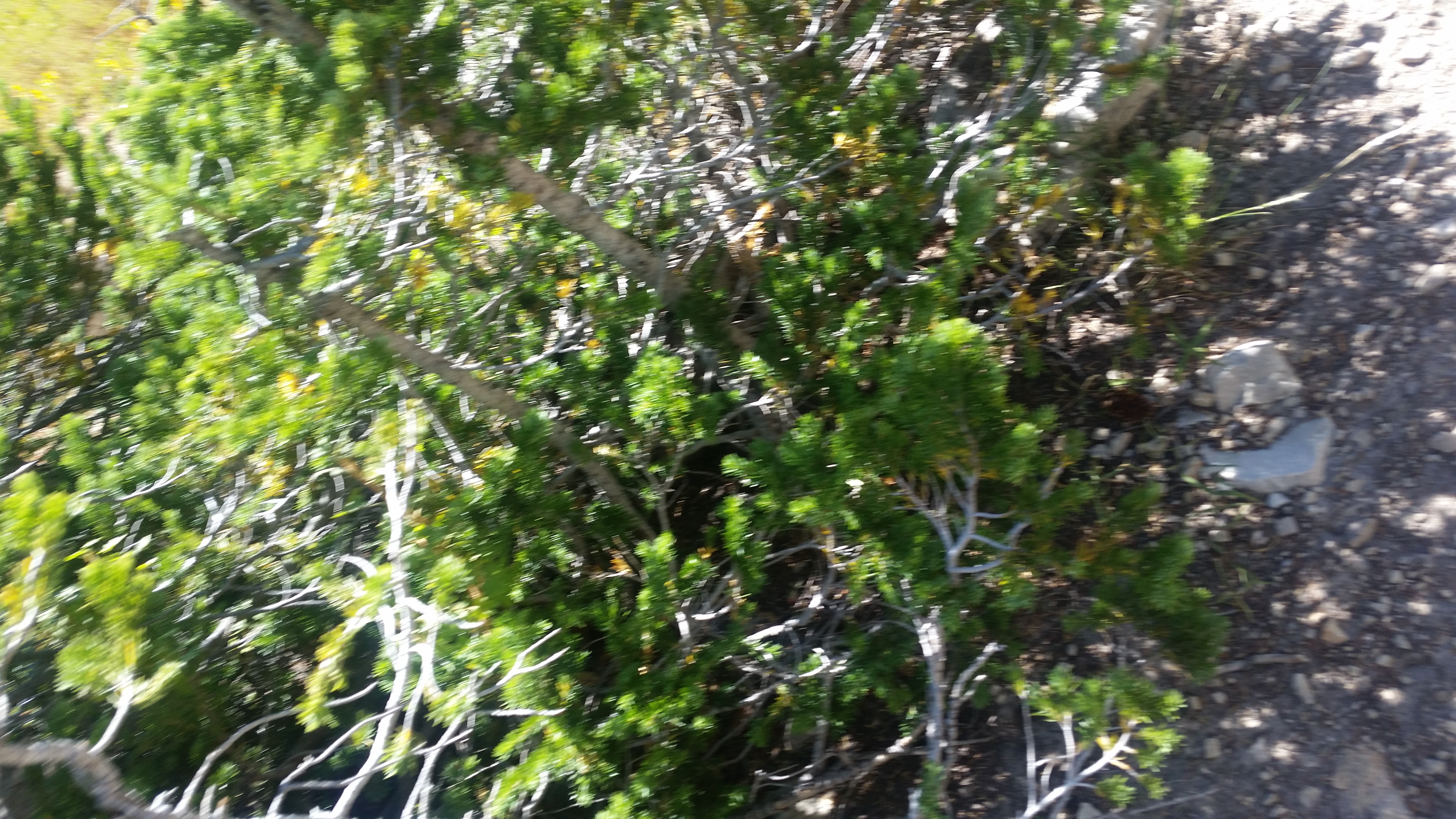 Snowbird – Utah · 2016